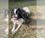 Small #2 Japanese Chin