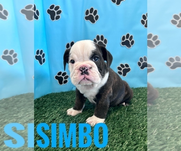 Medium Photo #11 Bulldog Puppy For Sale in BOWLING GREEN, KY, USA