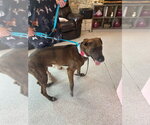 Small #2 Great Dane-Labrador Retriever Mix
