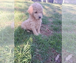 Goldendoodle Puppy for sale in HICKORY, NC, USA