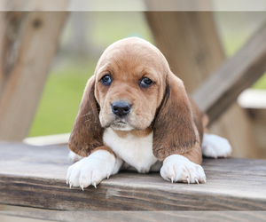 Basset Hound Puppy for sale in LIBERTY, KY, USA