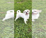 Small #10 Shih Tzu
