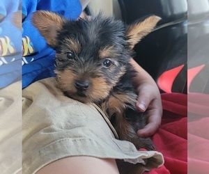 Yorkshire Terrier Puppy for sale in ASHLAND, KY, USA