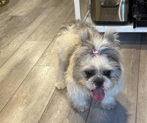 French Bulldog Puppy for sale in LAS VEGAS, NV, USA