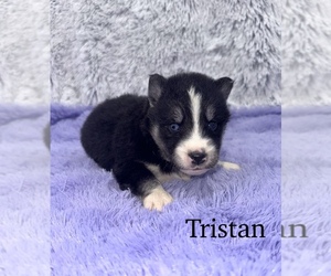 Siberian Husky Puppy for sale in SANDY HOOK, KY, USA