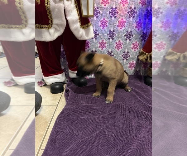 Medium Photo #19 Belgian Malinois Puppy For Sale in JACKSONVILLE, FL, USA