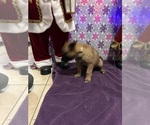 Small Photo #19 Belgian Malinois Puppy For Sale in JACKSONVILLE, FL, USA