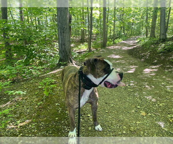 Medium Photo #8 American Pit Bull Terrier-Unknown Mix Puppy For Sale in Lockport, NY, USA