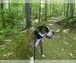 Small #7 American Pit Bull Terrier Mix