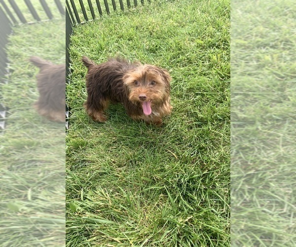 Medium Photo #7 Yorkshire Terrier Puppy For Sale in WARSAW, IN, USA