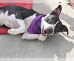 Small #1 American Pit Bull Terrier Mix