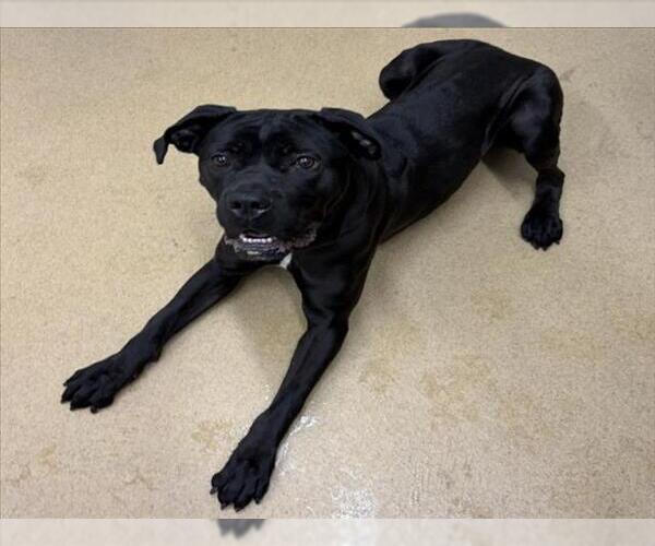 Medium Photo #1 Mutt Puppy For Sale in Derwood, MD, USA