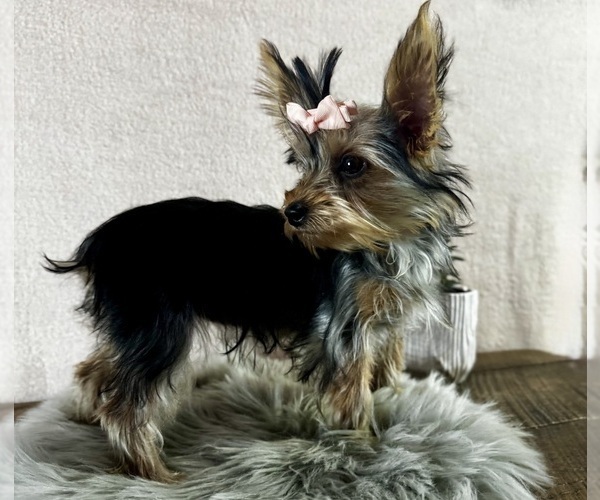 Medium Photo #4 Yorkshire Terrier Puppy For Sale in NAPPANEE, IN, USA
