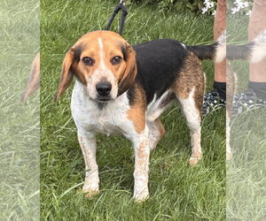 Beagle Dogs for adoption in Batavia, NY, USA