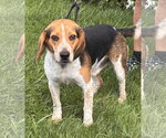 Small Beagle