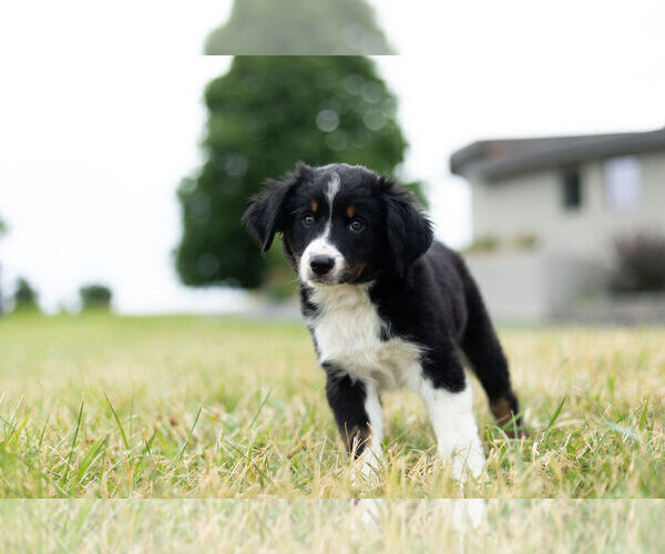 Medium Photo #4 Miniature Australian Shepherd Puppy For Sale in WARSAW, IN, USA