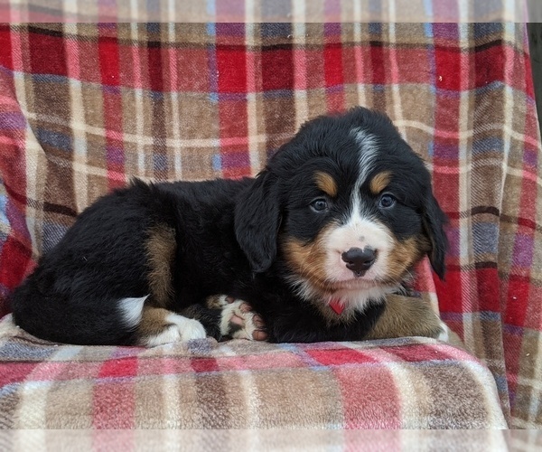 Medium Photo #2 Bernese Mountain Dog Puppy For Sale in CHRISTIANA, PA, USA