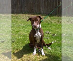 German Shorthaired Pointer-Unknown Mix Dogs for adoption in Jackson, MS, USA