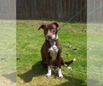 Small German Shorthaired Pointer Mix