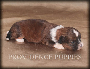 ShihPoo Puppy for sale in WAYLAND, IA, USA