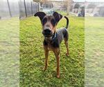 Small Doberman Pinscher Mix