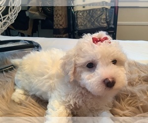 Medium Maltipoo