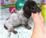 Small #1 Dachshund