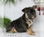 Small #5 French Bulldog