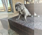 Small Photo #3 Cane Corso Puppy For Sale in KINGS MOUNTAIN, NC, USA
