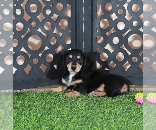 Medium Photo #1 Dachshund Puppy For Sale in MOUNT VERNON, OH, USA