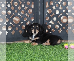 Dachshund Puppy for sale in MOUNT VERNON, OH, USA