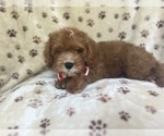 Small #1 Cavapoo