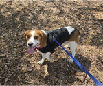 Small #1 Beagle