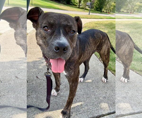 Medium Photo #1 Boxer-Unknown Mix Puppy For Sale in Germantown, OH, USA