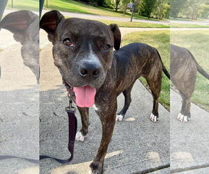 Boxer-Unknown Mix Dogs for adoption in Germantown, OH, USA