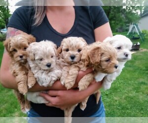 Poodle (Miniature)-Zuchon Mix Puppy for sale in RICE LAKE, WI, USA