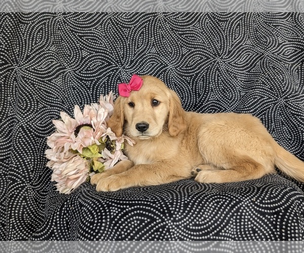 Medium Photo #4 Golden Retriever Puppy For Sale in KIRKWOOD, PA, USA