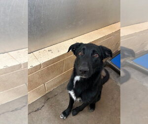 Border Collie-Unknown Mix Dogs for adoption in Salt Lake City, UT, USA