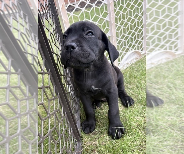 Medium Photo #2 Cane Corso Puppy For Sale in FORT WAYNE, IN, USA