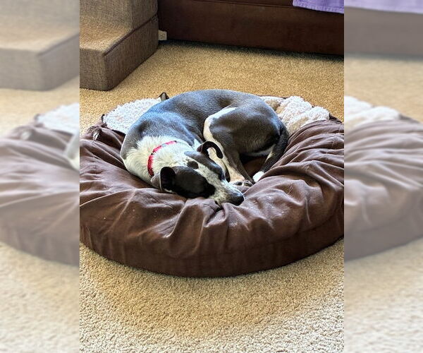 Medium Photo #4 Border Collie-Unknown Mix Puppy For Sale in Oakhurst, NJ, USA