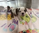 Small Photo #8 English Bulldog Puppy For Sale in SPRING HILL, FL, USA