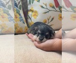 Small Mutt