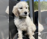 Small Photo #7 English Cream Golden Retriever-Poodle (Standard) Mix Puppy For Sale in BURNSVILLE, NC, USA