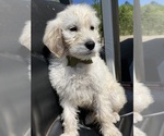 Small #6 English Cream Golden Retriever-Poodle (Standard) Mix