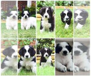 Border Collie-Maremma Sheepdog Mix Puppy for sale in CHARLOTTE, NC, USA