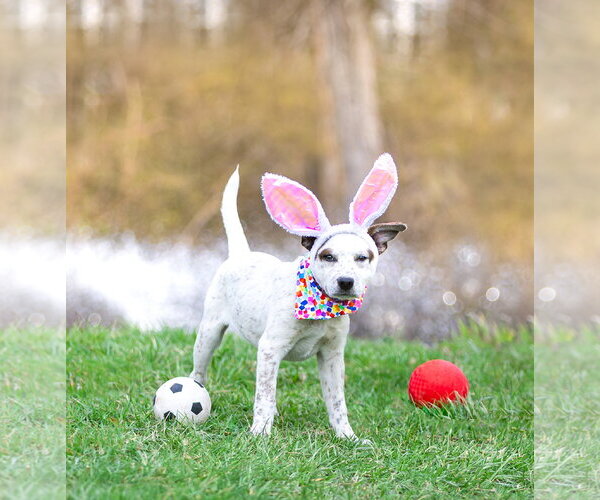 Medium Photo #19 Mutt Puppy For Sale in Unionville, PA, USA