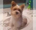 Small Photo #1 Yorkshire Terrier Puppy For Sale in MODESTO, CA, USA