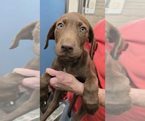 Mutt Dogs for adoption in Rustburg, VA, USA