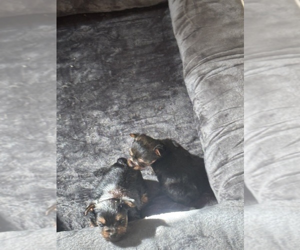 Medium Photo #1 Yorkshire Terrier Puppy For Sale in DENHAM SPRINGS, LA, USA