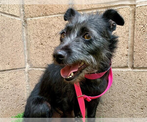 Medium Photo #2 Mutt Puppy For Sale in Moreno Valley, CA, USA